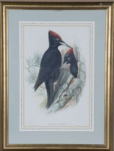 John Gould and Henry Constantine Richter - 'Dryocopus Martiu...