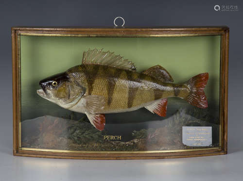 A mid-20th century taxidermy specimen of a perch, probably p...