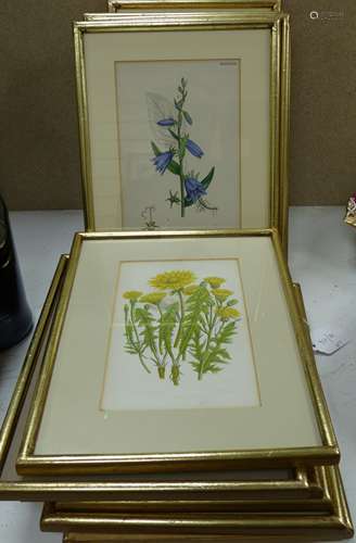 Fourteen Victorian hand coloured botanical engravings, large...