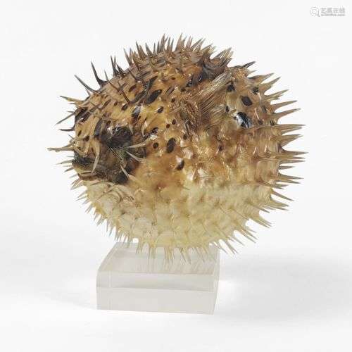 Poisson-globe, Diodon, naturalisé D 11 cm