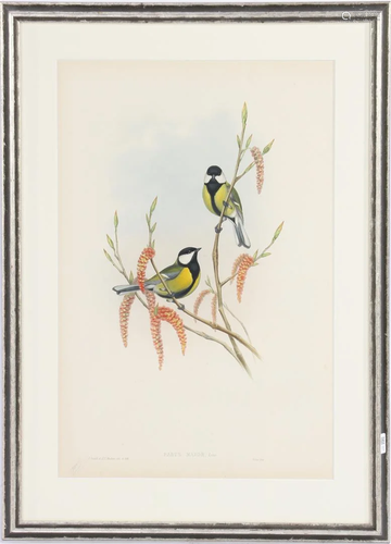 Old color lithograph with great tits