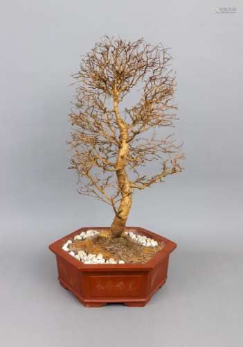 ¨Bonsai¨-Gewächs (toter, blattloser Baum) in Porzellan-Pflan...