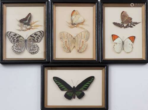 4 kleine Dioramen mit Schmetterlingen