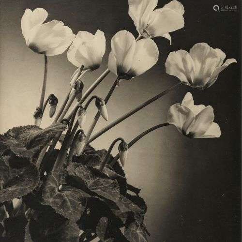 Josef Sudek (1896-1976) Fleurs, photographie, signée au dos,...