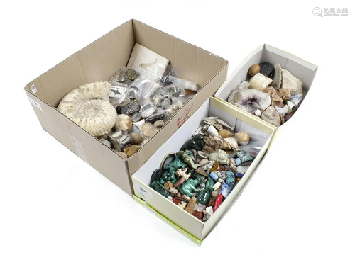 Collection of fossils