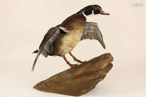 Taxidermie: Carolina eend