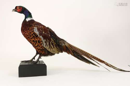 Taxidermie: Fazant