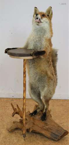 Taxidermi vos met tafel