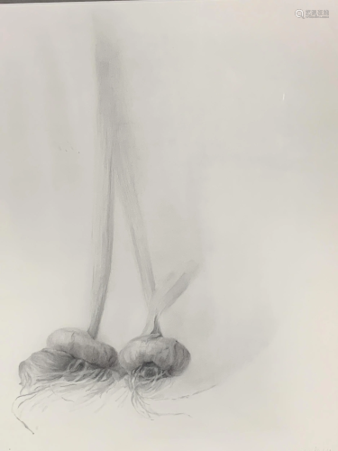 Greta Gundersen, Pencil On Paper, Garlic