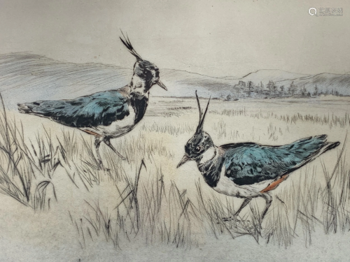 Vintage Signed Henry Wilkinson Lapwing Etching