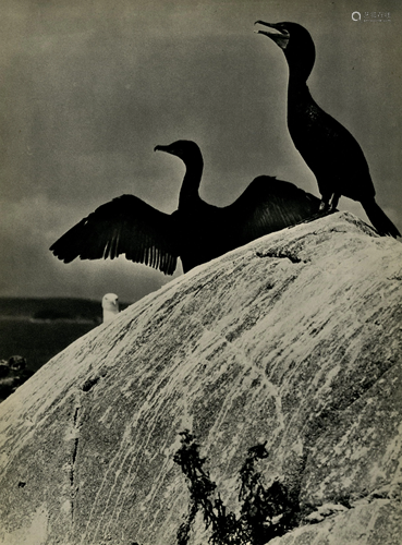 ELIOT PORTER - Double Crested Cormorants, Colt's Head