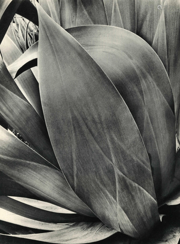 BRETT WESTON - Succulent (Agave) - Original vintage