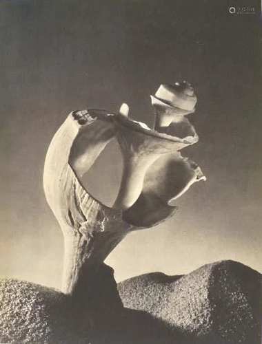 RUTH BERNHARD - Seashell - Original vintage