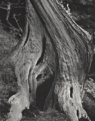 EDWARD WESTON - Cypress, Point Lobos - Original