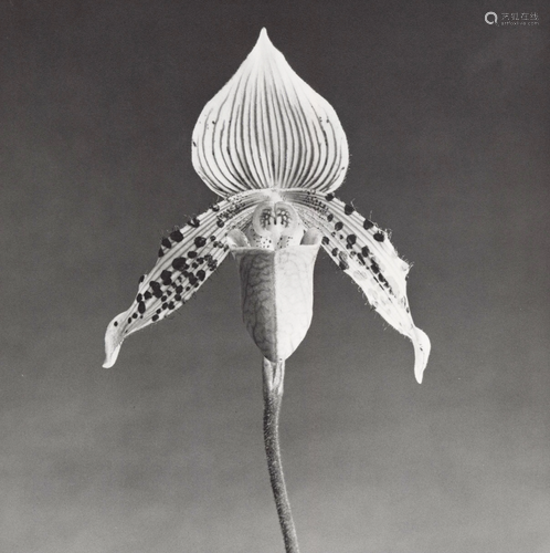 ROBERT MAPPLETHORPE - Orchid - Original vintage