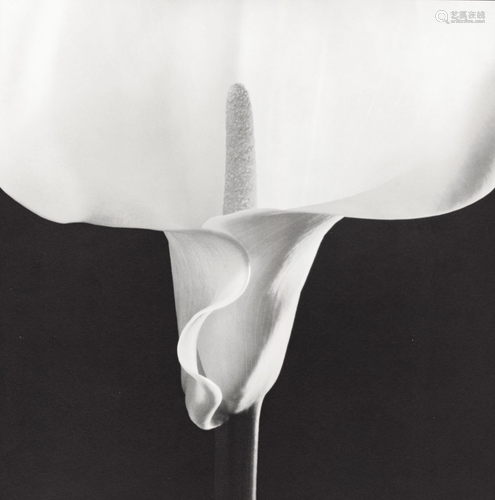 ROBERT MAPPLETHORPE - Calla Lily - Original vintage