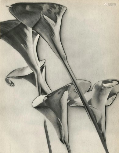 MAN RAY - Calla Lilies - Original vintage photogravure