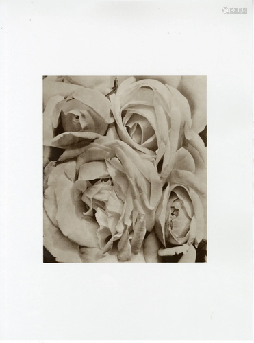 TINA MODOTTI - Roses, Mexico - Original photogravure