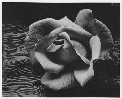 ANSEL ADAMS - Rose and Driftwood, San Francisco,