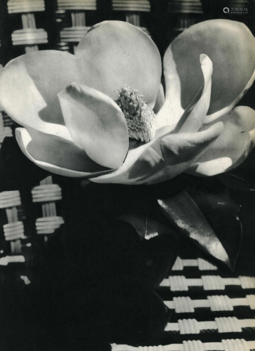 MAN RAY - Magnolia Blossom - Original vintage