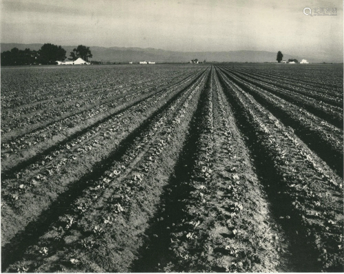 EDWARD WESTON - Lettuce Ranch, Salinas, California -