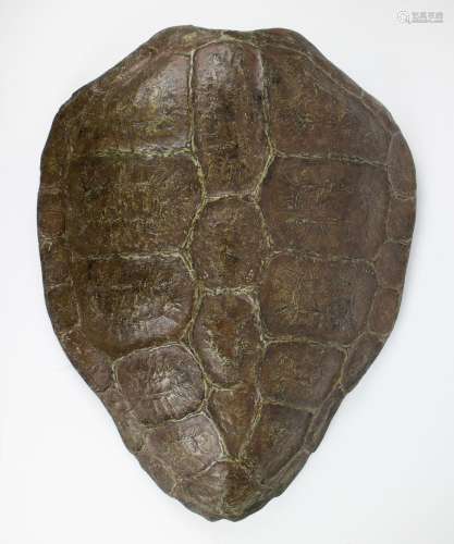 A shell of a water turtle