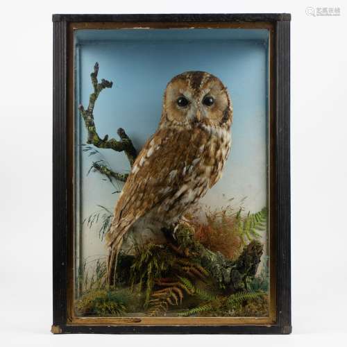A display case with a taxidermy owl