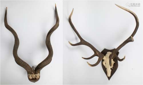Antlers red deer and horn kudu