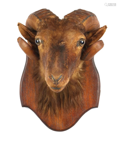 Prepared head of a Ram