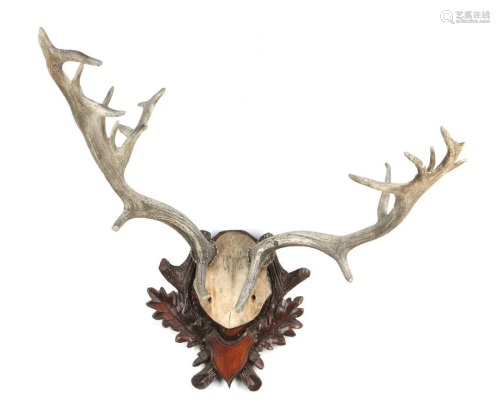 Antlers on a pierced wooden shield