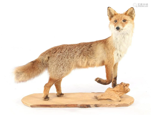 Taxidermy fox