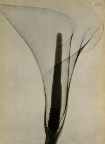 DAIN L. TASKER - X-ray of a Lily - Original vintage