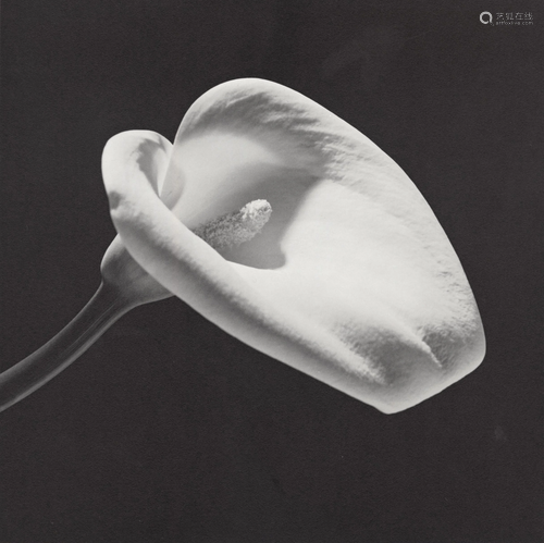 ROBERT MAPPLETHORPE - Calla Lily, 1984 (#2) - Original