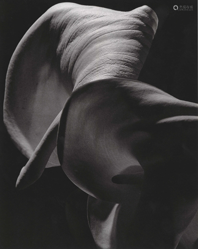 HORST P. HORST - Calla Aethiopica - Original