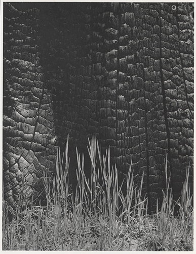 ANSEL ADAMS - Burnt Stump and New Grass, Sierra Nevada,