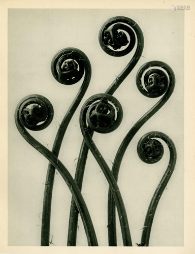 KARL BLOSSFELDT - Adiantum Pedatum (American Maidenhair