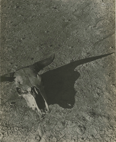 ARTHUR ROTHSTEIN - Skull of Steer, Badlands, South