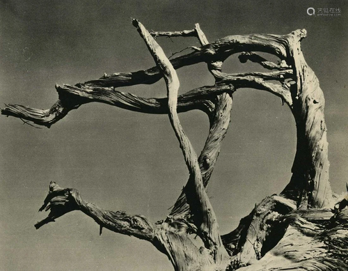 EDWARD WESTON - Cypress, Point Lobos, California -