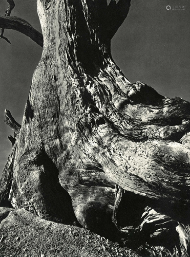 EDWARD WESTON - Tree Trunk - Original vintage