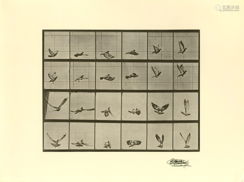 EADWEARD MUYBRIDGE [d'apres] - Bird in Flight -