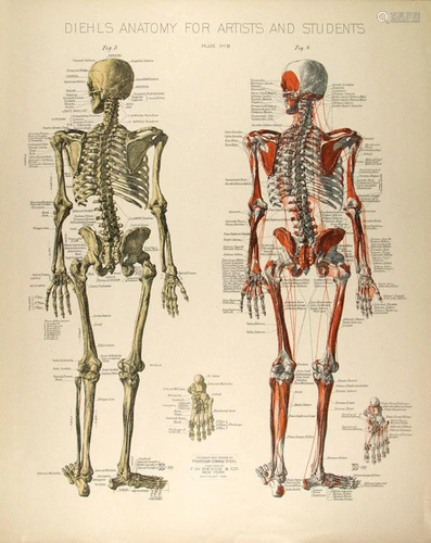 CONRAD DIEHL - Diehl's Anatomy for Artists and Students