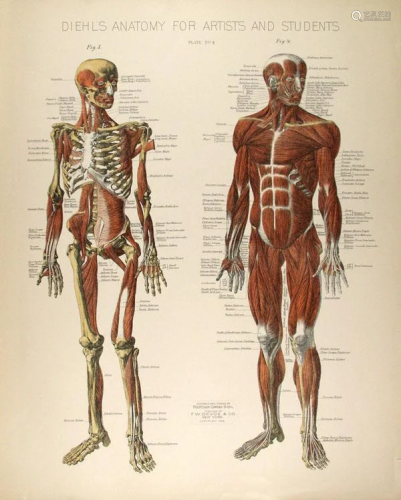 CONRAD DIEHL - Diehl's Anatomy for Artists and Students