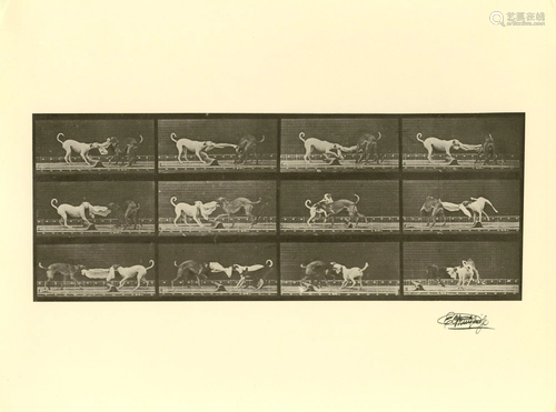 EADWEARD MUYBRIDGE [d'apres] - Dogs Fighting - Original