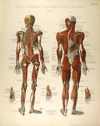 CONRAD DIEHL - Diehl's Anatomy for Artists and Students