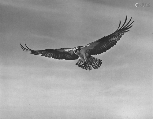 ELIOT PORTER - Sea Hawk, Big Sur - Original vintage