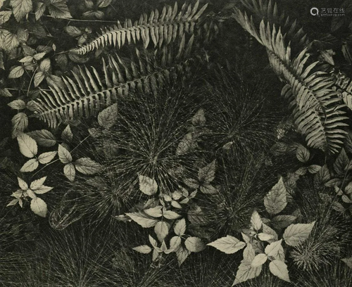 ANSEL ADAMS - Leaves & Ferns, Mills College, Oakland,