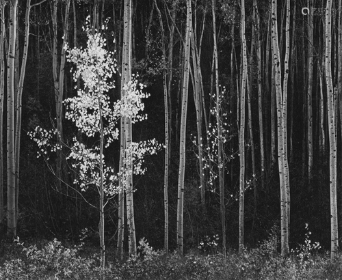 ANSEL ADAMS - Aspens #2, Northern New Mexico - Original