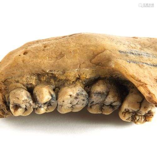 Rare fragment de maxillaire droite d'un paranthropus, proven...