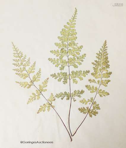 Early 20th century album of pressed fern specimens and leave...