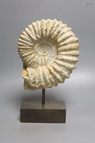 A simulated fossil ammonite, on stand, height 34cm